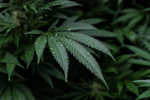 Les protections juridiques pour les consommateurs de produits à base de CBD en ligne