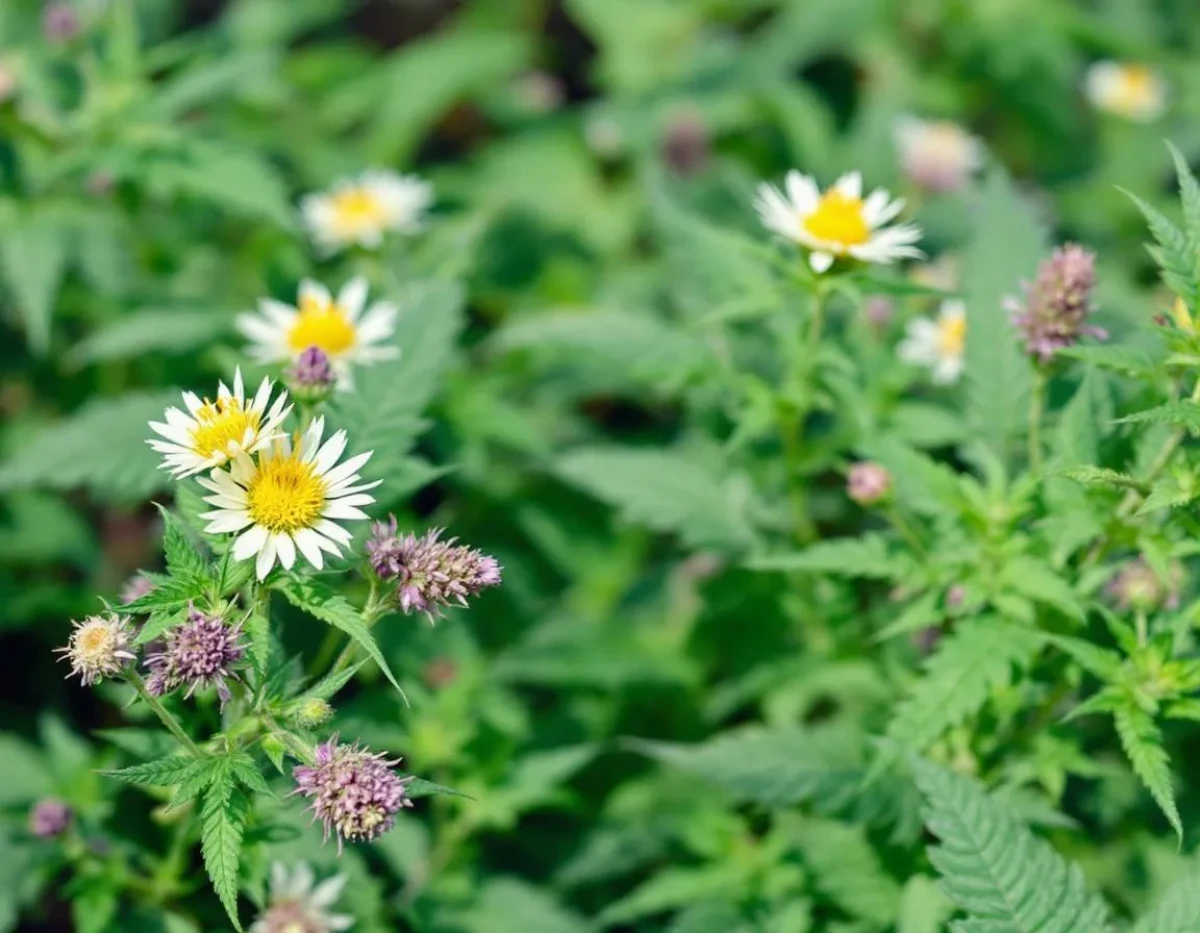 Fleurs de CBD : Les zones grises juridiques dans le cadre légal français